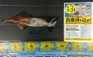 2026.4.5   島根半島　ヤリイカ