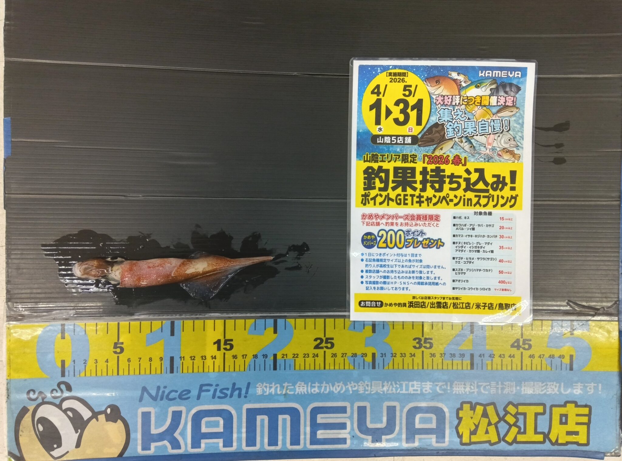 2026.4.19 島根半島 ヤリイカ | かめや釣具