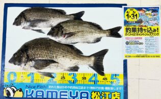 2026.4.6　中海　チヌ