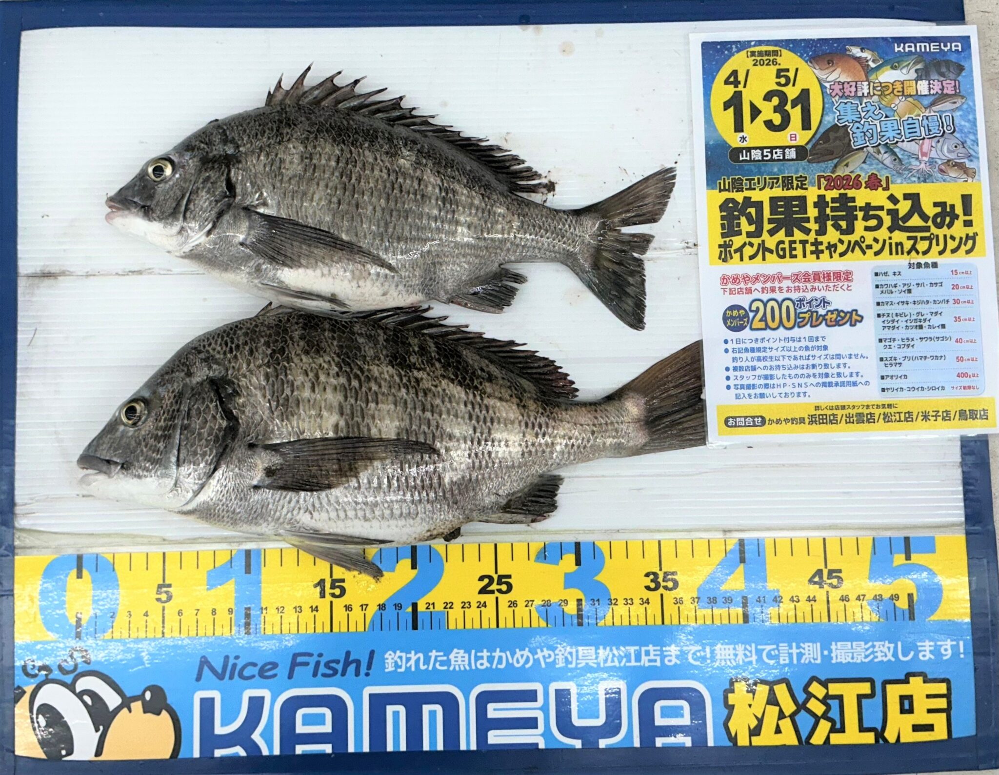 2026.4.14 中海 チヌ 40㎝ | かめや釣具 2026.4.14 中海 チヌ 40㎝ | かめや釣具