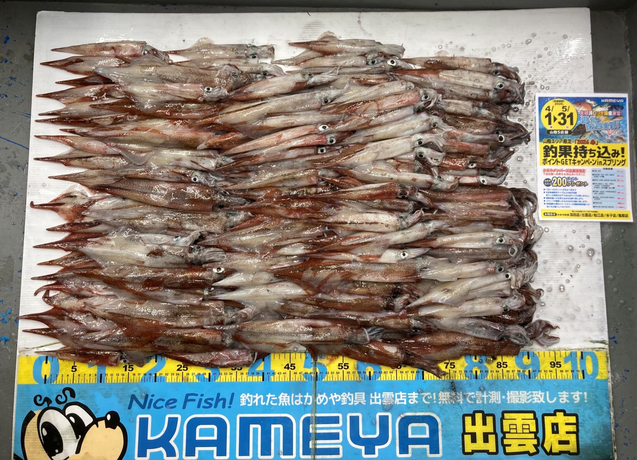 2026.4.2 平田方面 ヤリイカ | かめや釣具