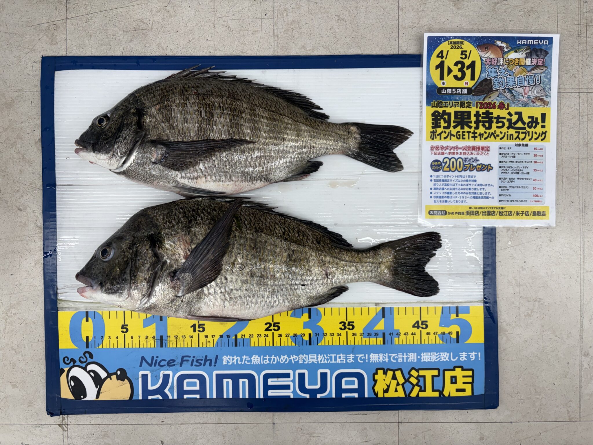 ★(海！)おまとめ購入3点！ 2026.4.17 中海 チヌ | かめや釣具
