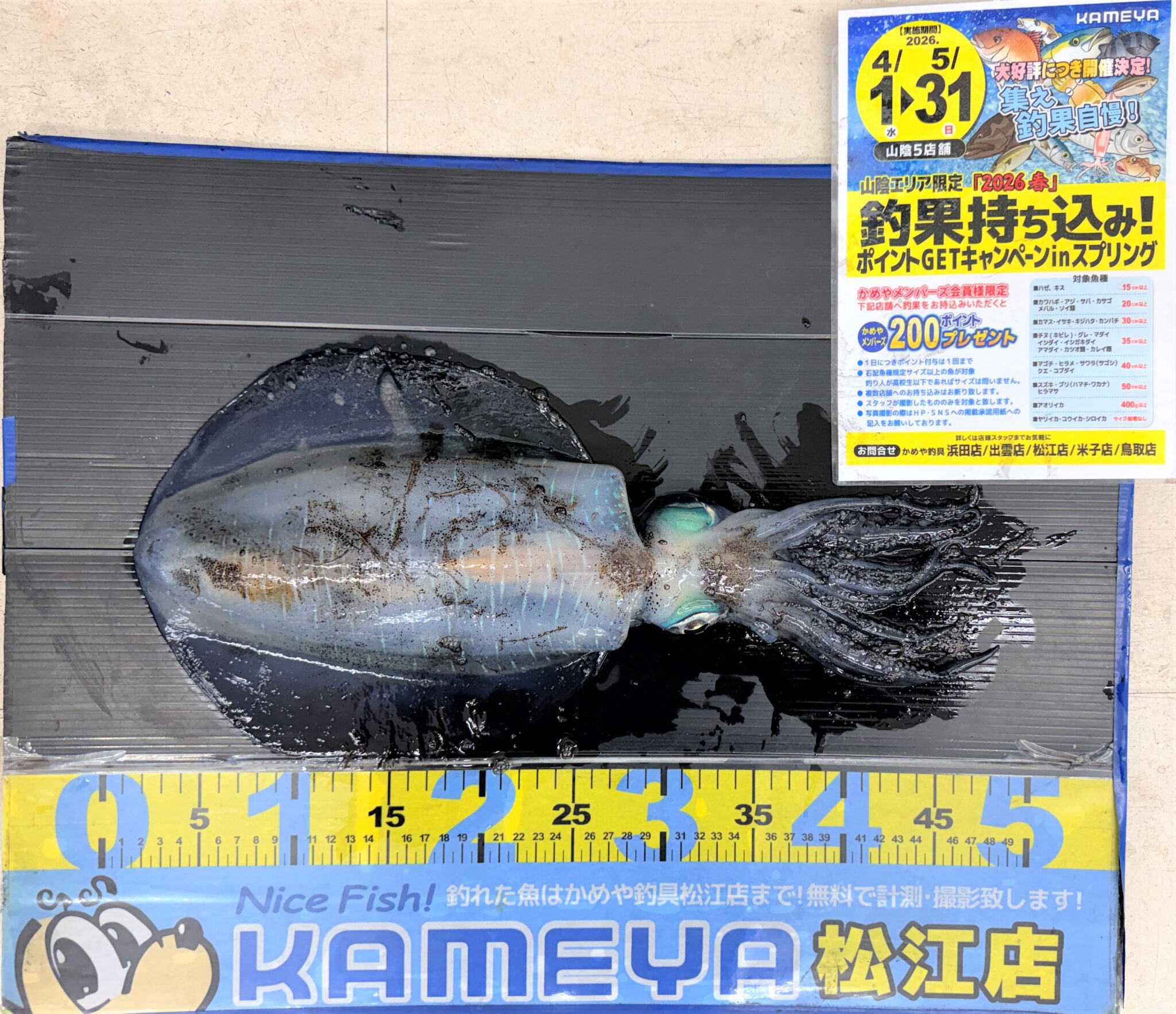 2026.4.26 片江 アオリイカ 880g | かめや釣具
