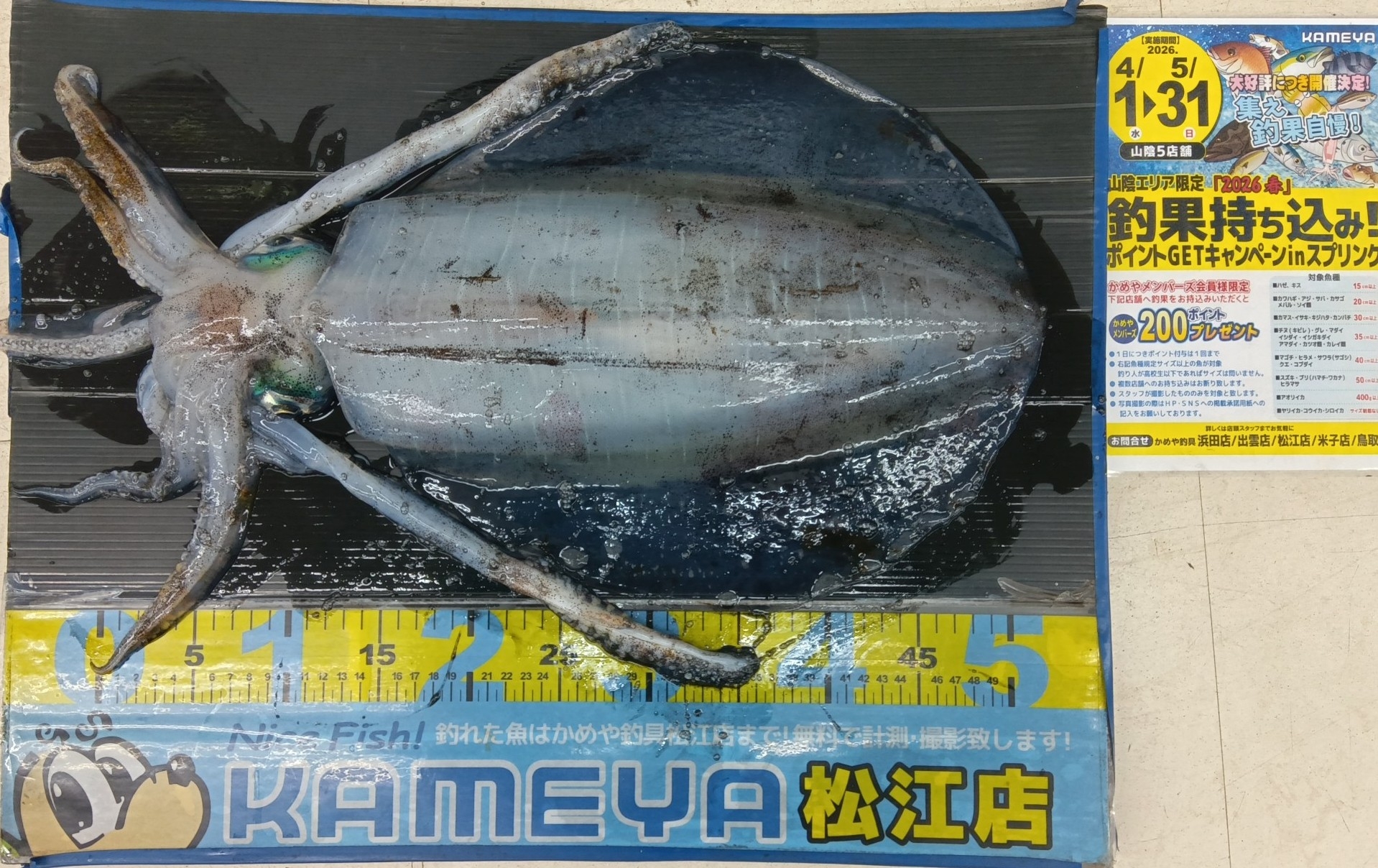 2026.4.17 島根半島 アオリイカ | かめや釣具