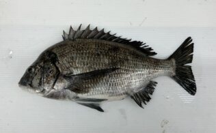 2026.4.5　黒鯛　島根半島