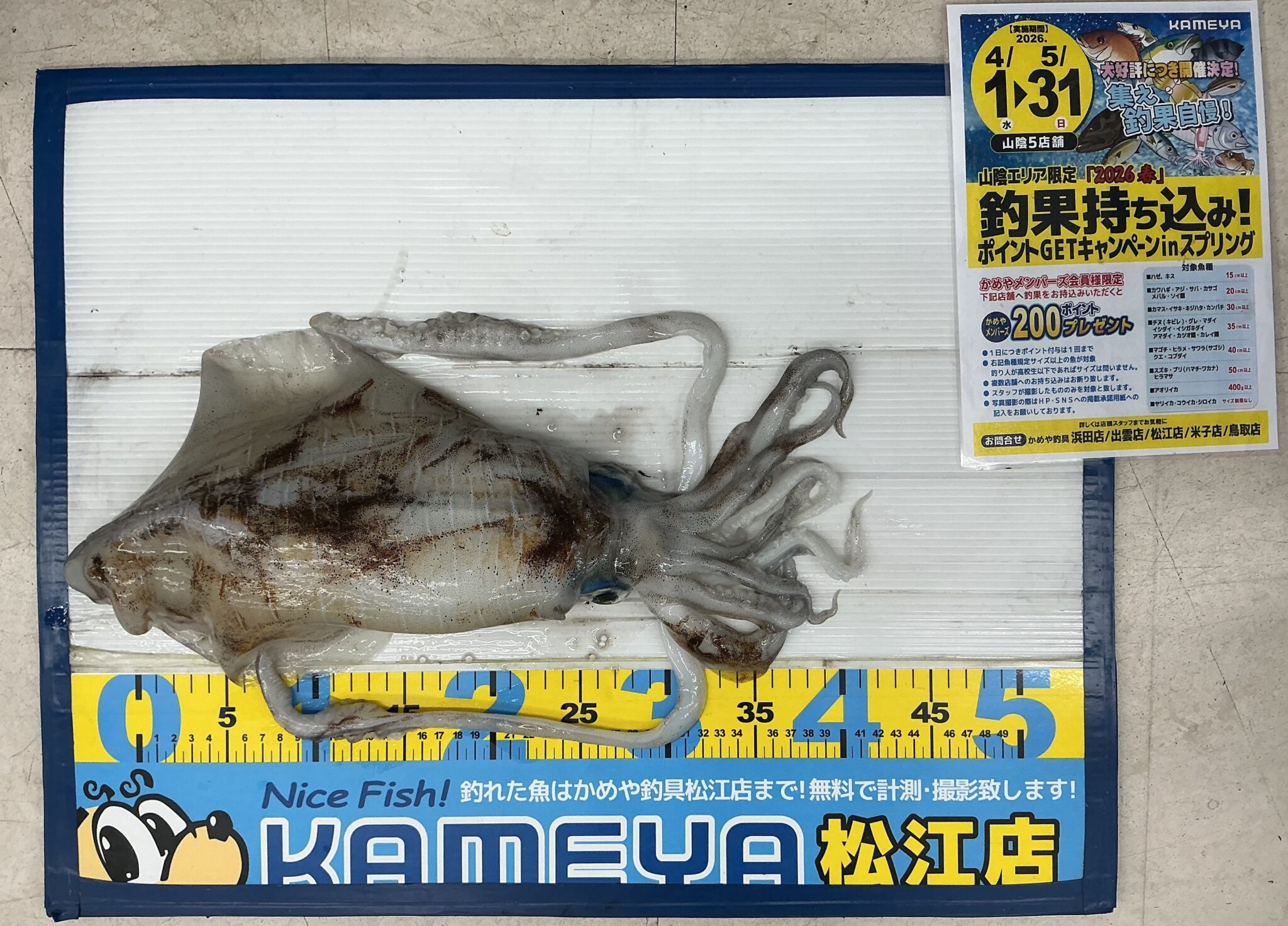 2026.4.15 島根半島 アオリイカ | かめや釣具