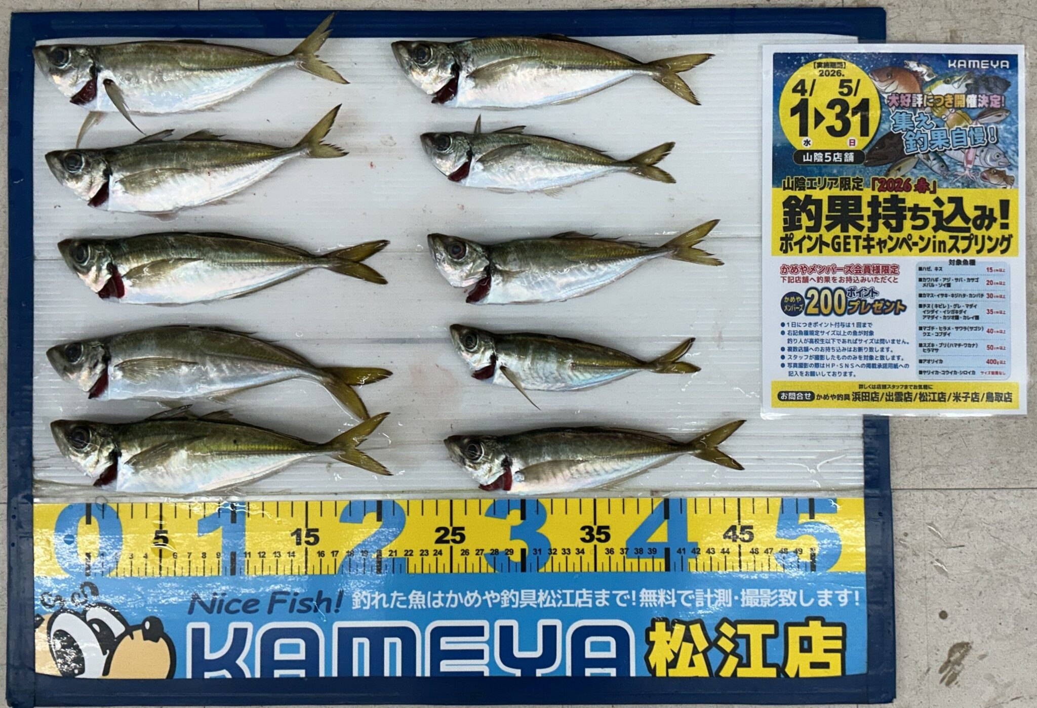 2026・4・8 境港 アジ 10匹 | かめや釣具 2026・4・8 境港 アジ 10匹 | かめや釣具