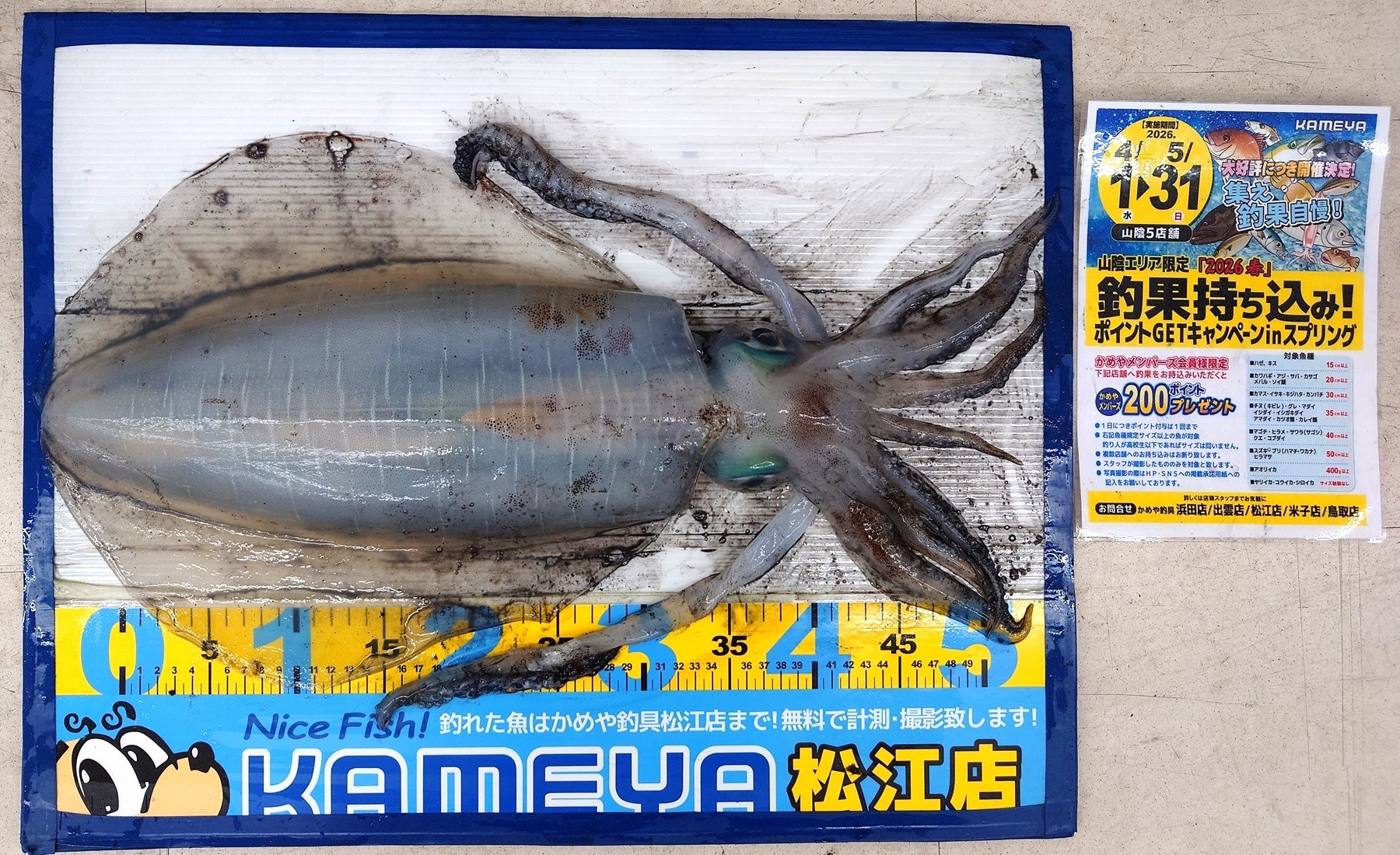 2026.4.30 アオリイカ 島根半島 | かめや釣具
