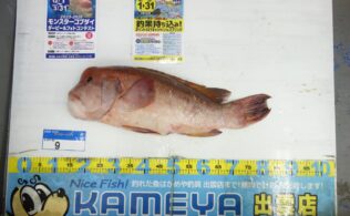 2026.4.6   大社　コブダイ