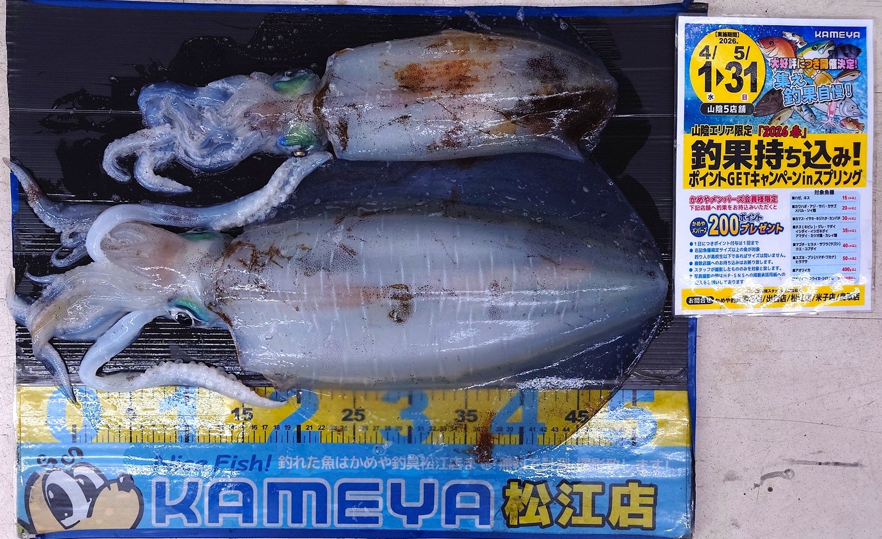 2026.4.24 アオリイカ 島根半島 | かめや釣具