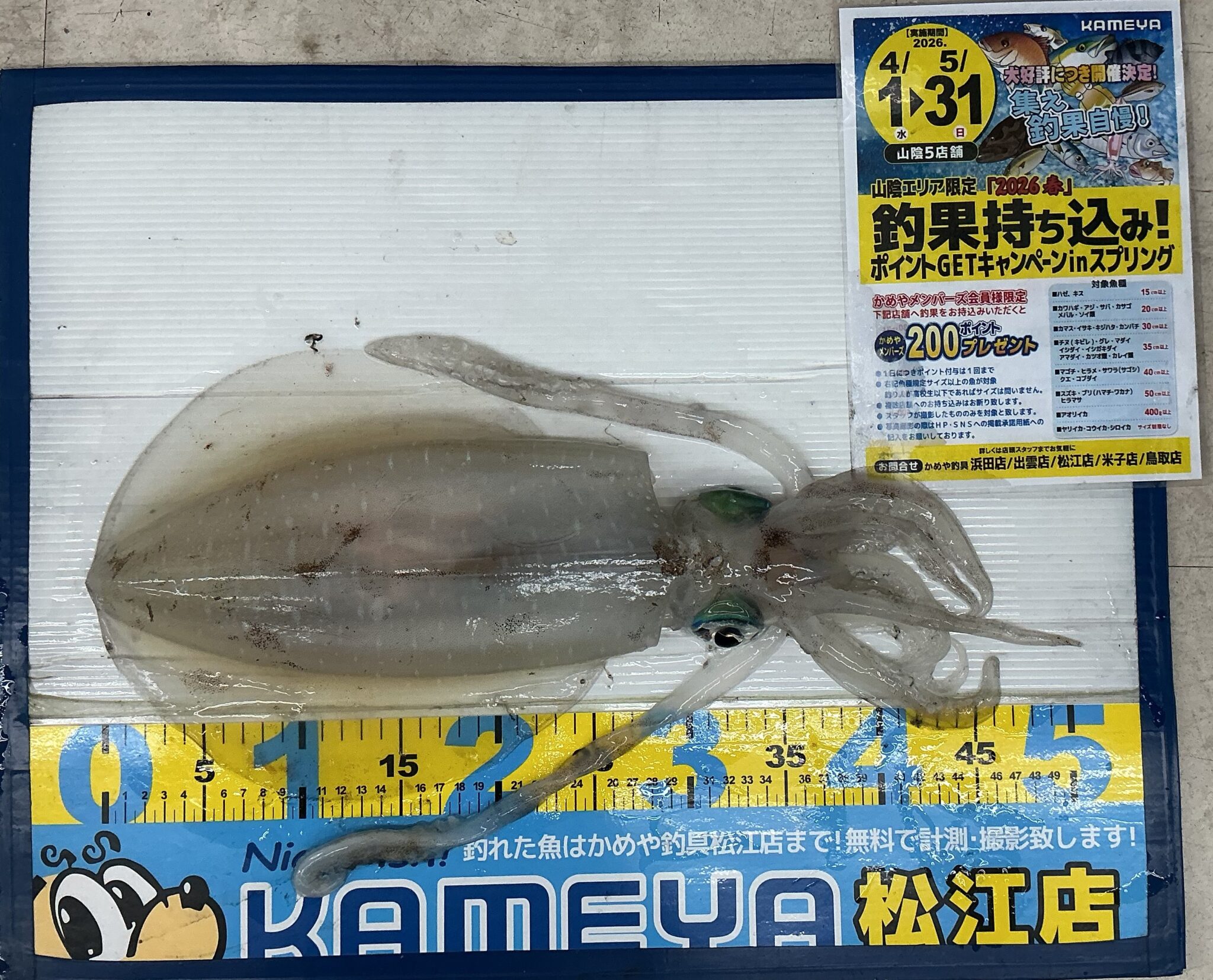 2026.4.18 島根半島 アオリイカ | かめや釣具