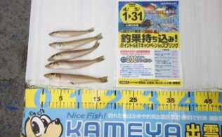 2026.4.5  大社　キス