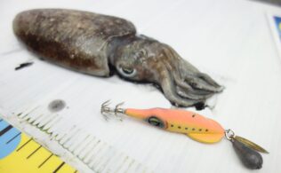 2026.4.5　十六島　コウイカ