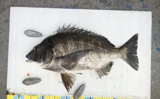 2026.4.5 宍道湖　チヌ