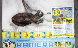 2026.4.5 十六島　コウイカ