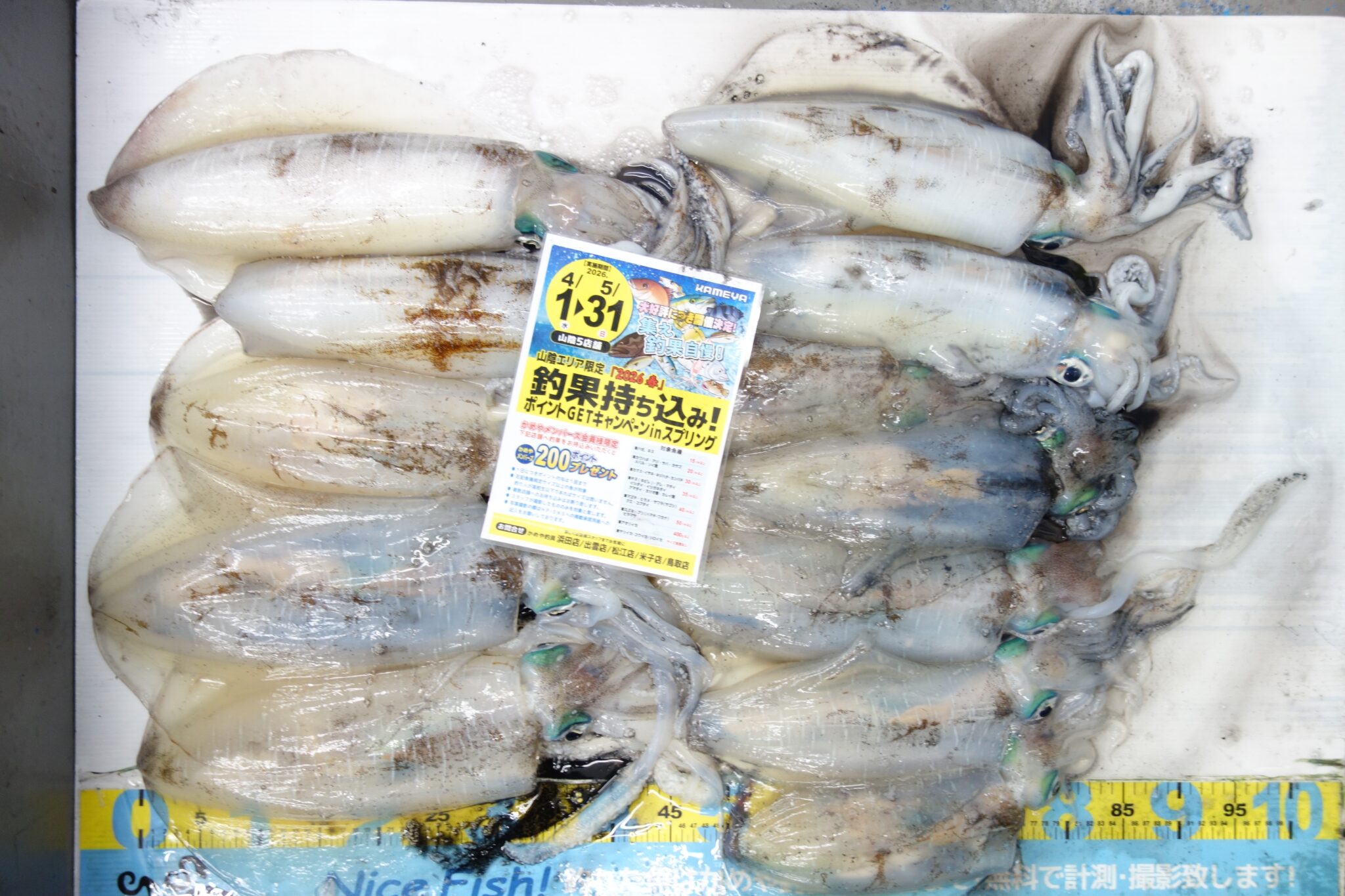 2026.4.20 出雲地磯 アオリイカ | かめや釣具