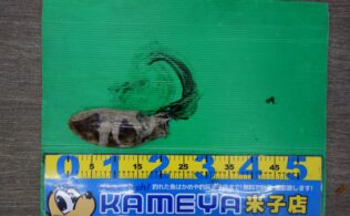 コウイカ　0404　加賀