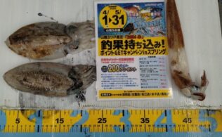 2026.4.5　恵曇　ヤリイカ&コウイカ