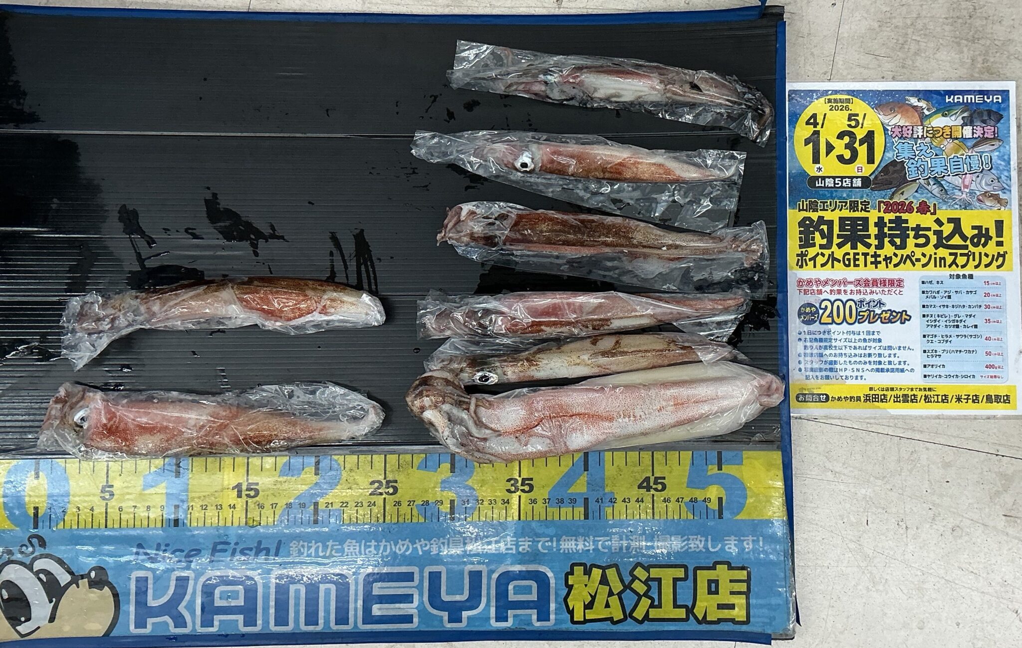 2026.4.18 島根半島 ヤリイカ | かめや釣具