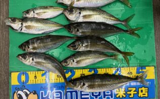 でっけぇアジ釣れてます！