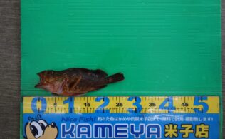 カサゴ　島根半島　0405