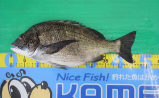 乗っ込みチヌ！淀江港