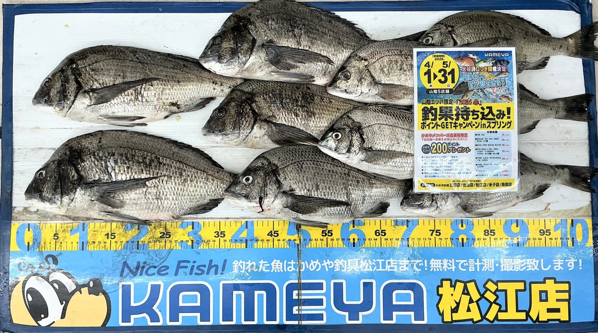 2026.4.21 中海 チヌ 10枚 | かめや釣具