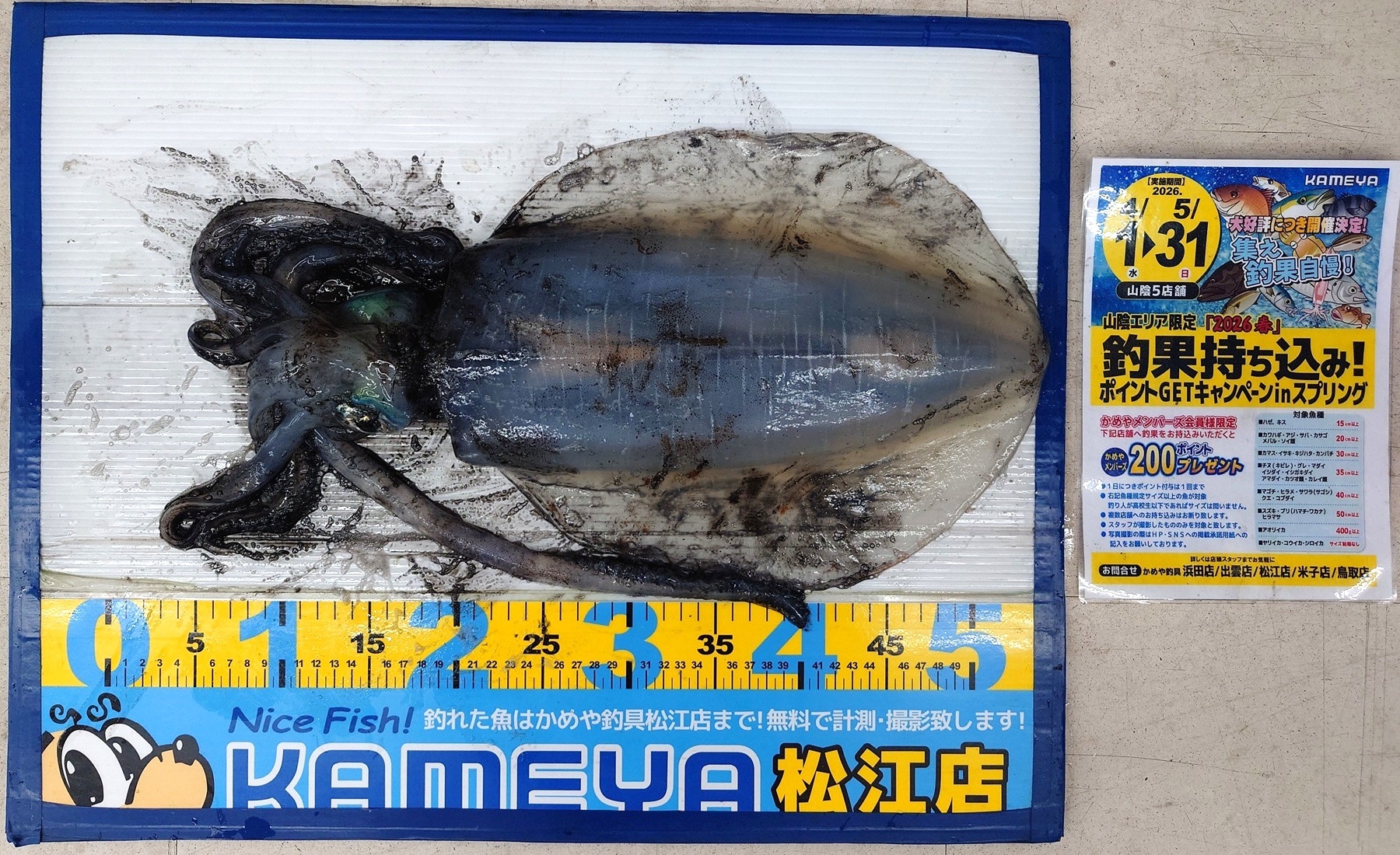 2026.4.30 アオリイカ 島根半島 | かめや釣具