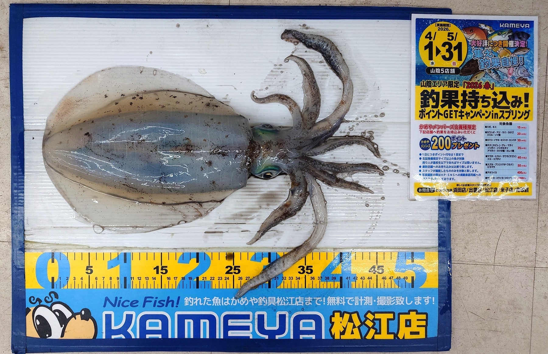 2026.4.25 アオリイカ 島根半島 磯 | かめや釣具
