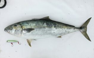 2026.4.5　　島根半島　　巨大ヒラマサ