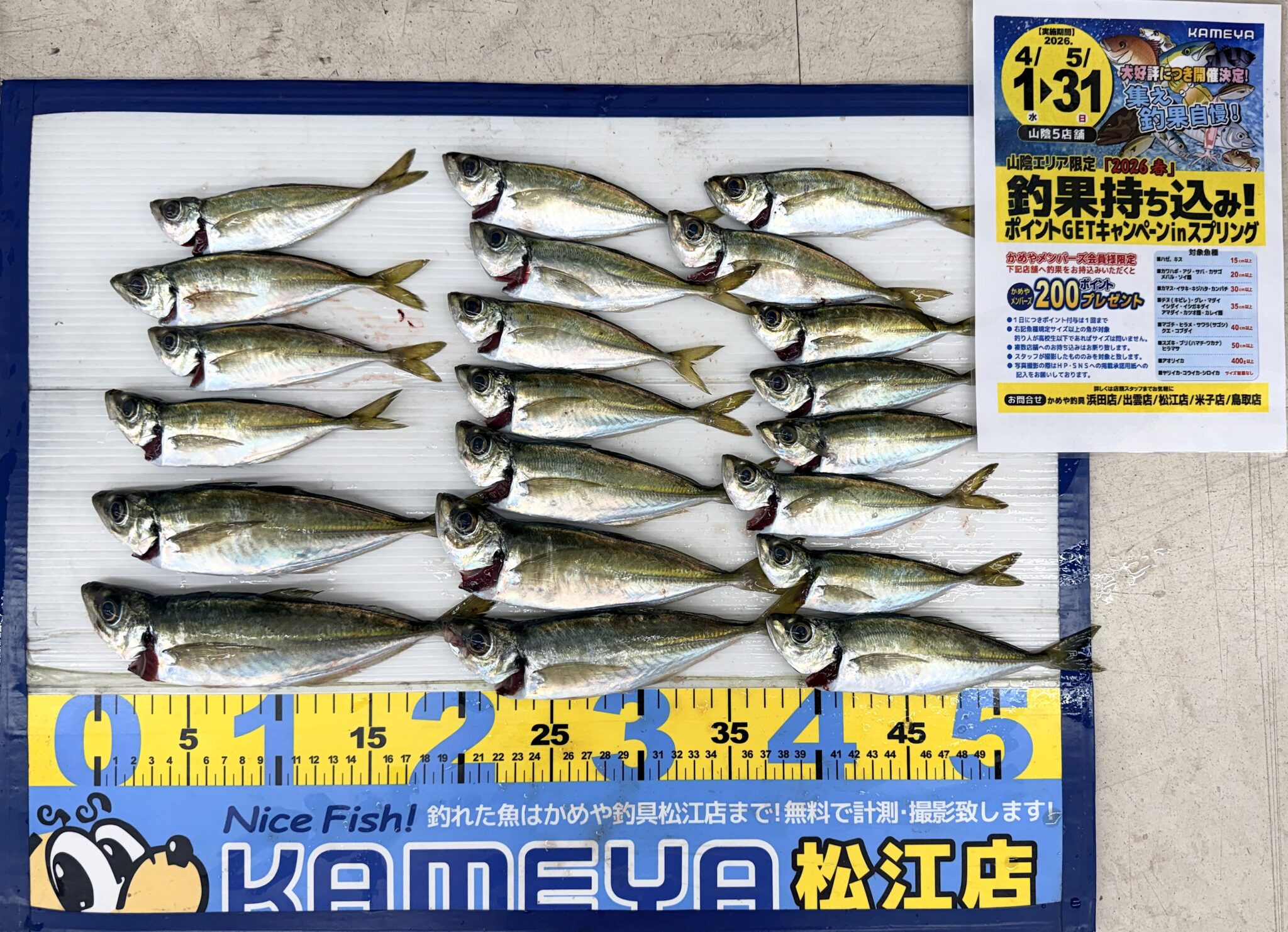2026.4.26 境港 アジ 21匹 | かめや釣具