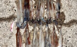 久しぶりのヤリイカ！