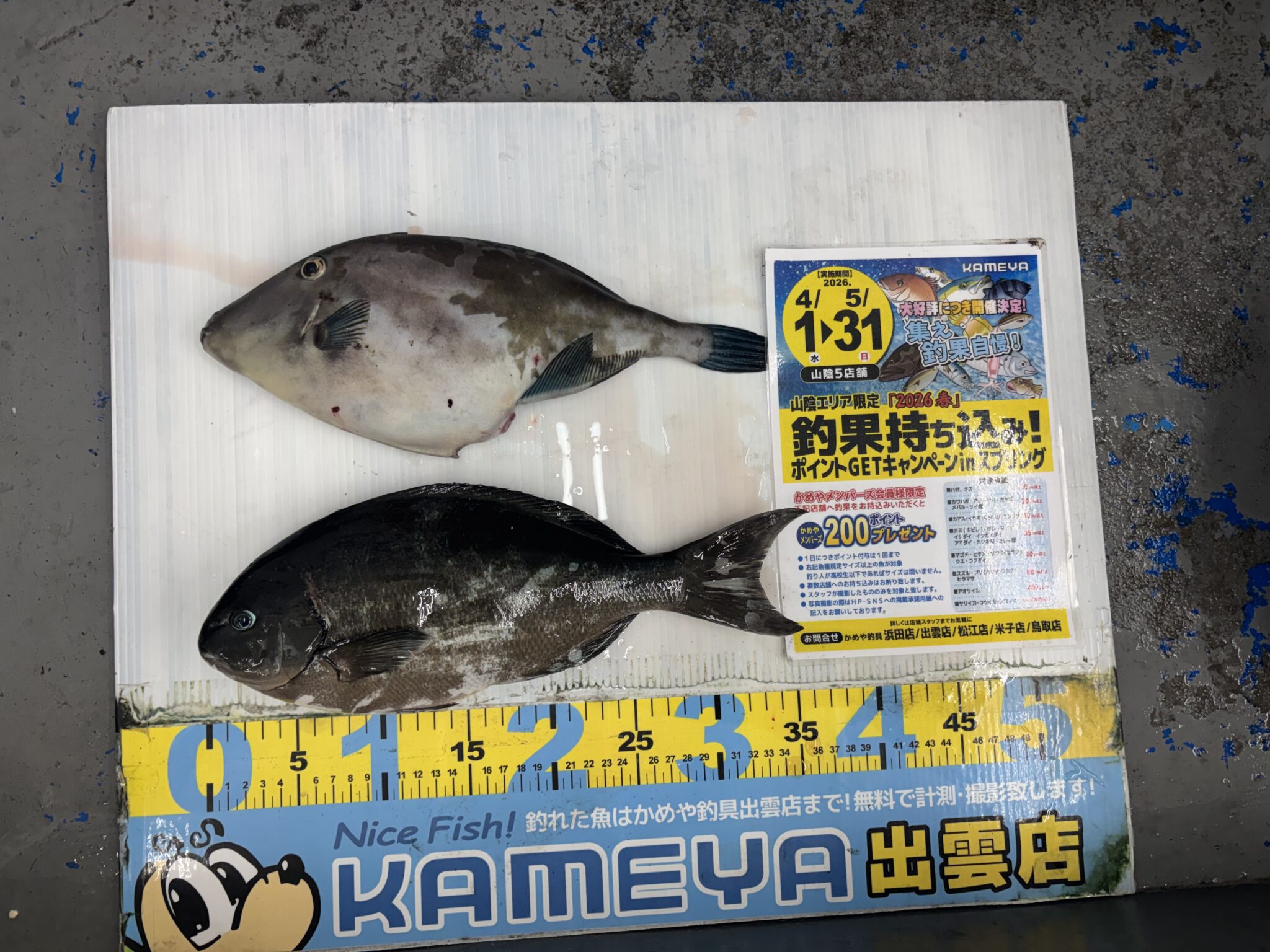 2026.4.17 三津 グレ | かめや釣具