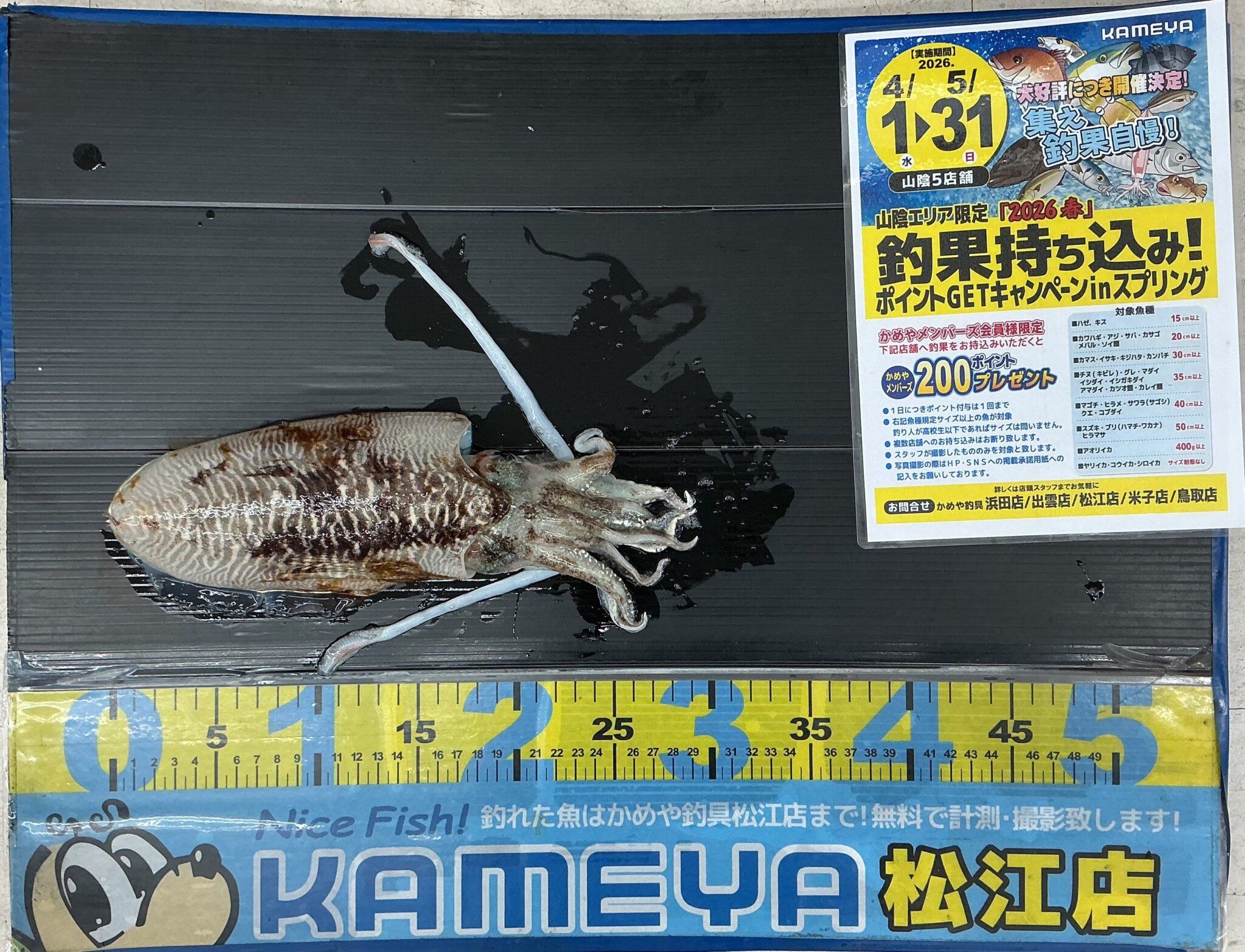 2026.4.4 コウイカ 恵曇漁港 | かめや釣具