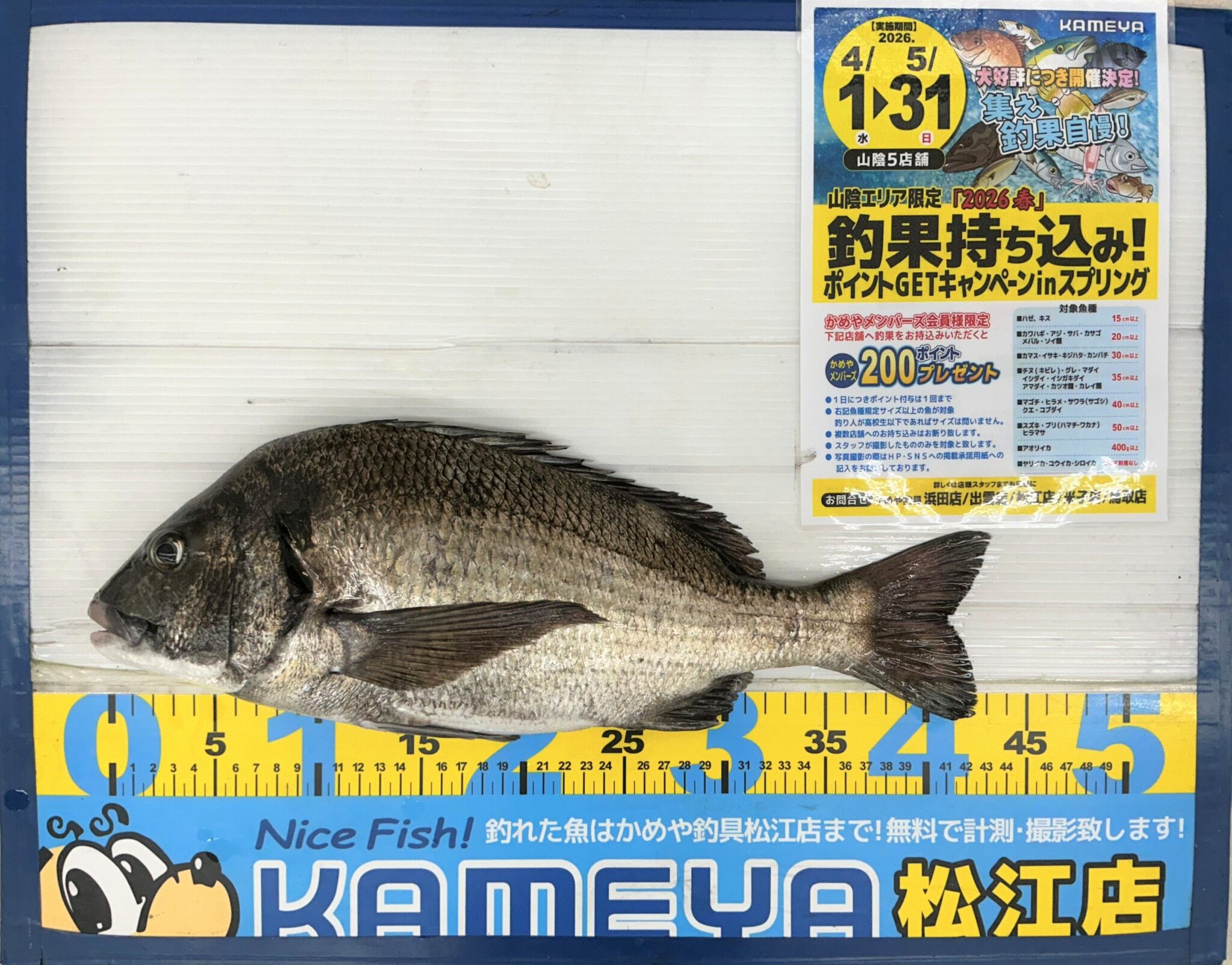 2026.4.20 中海 チヌ 43㎝ | かめや釣具