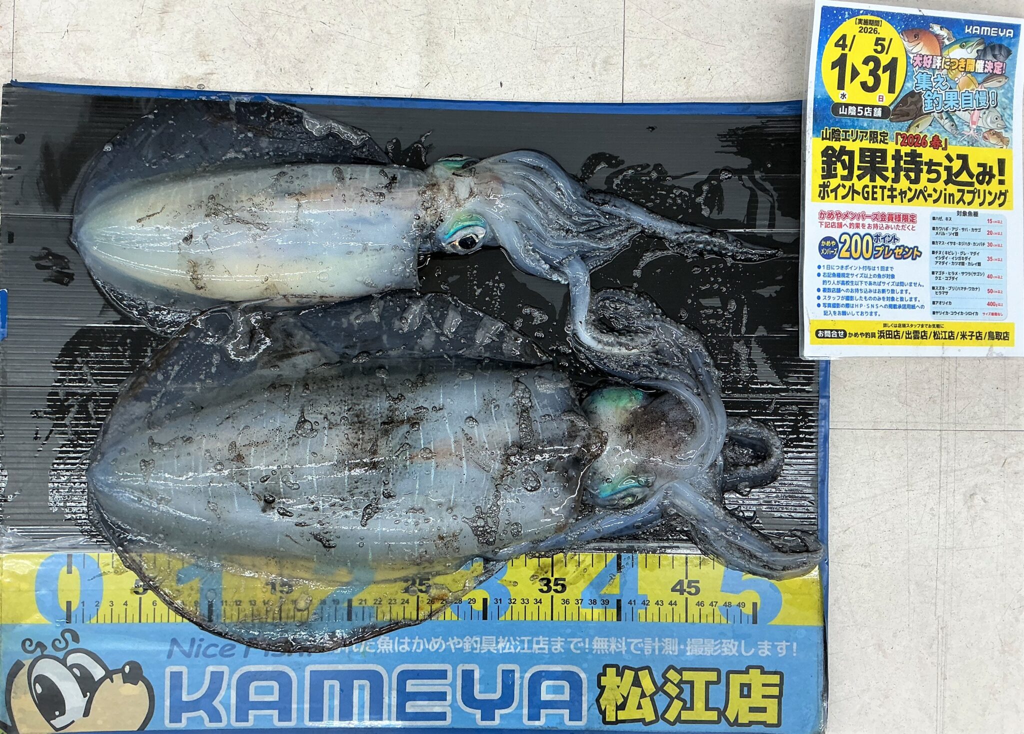 2026.5.5 島根半島 アオリイカ | かめや釣具