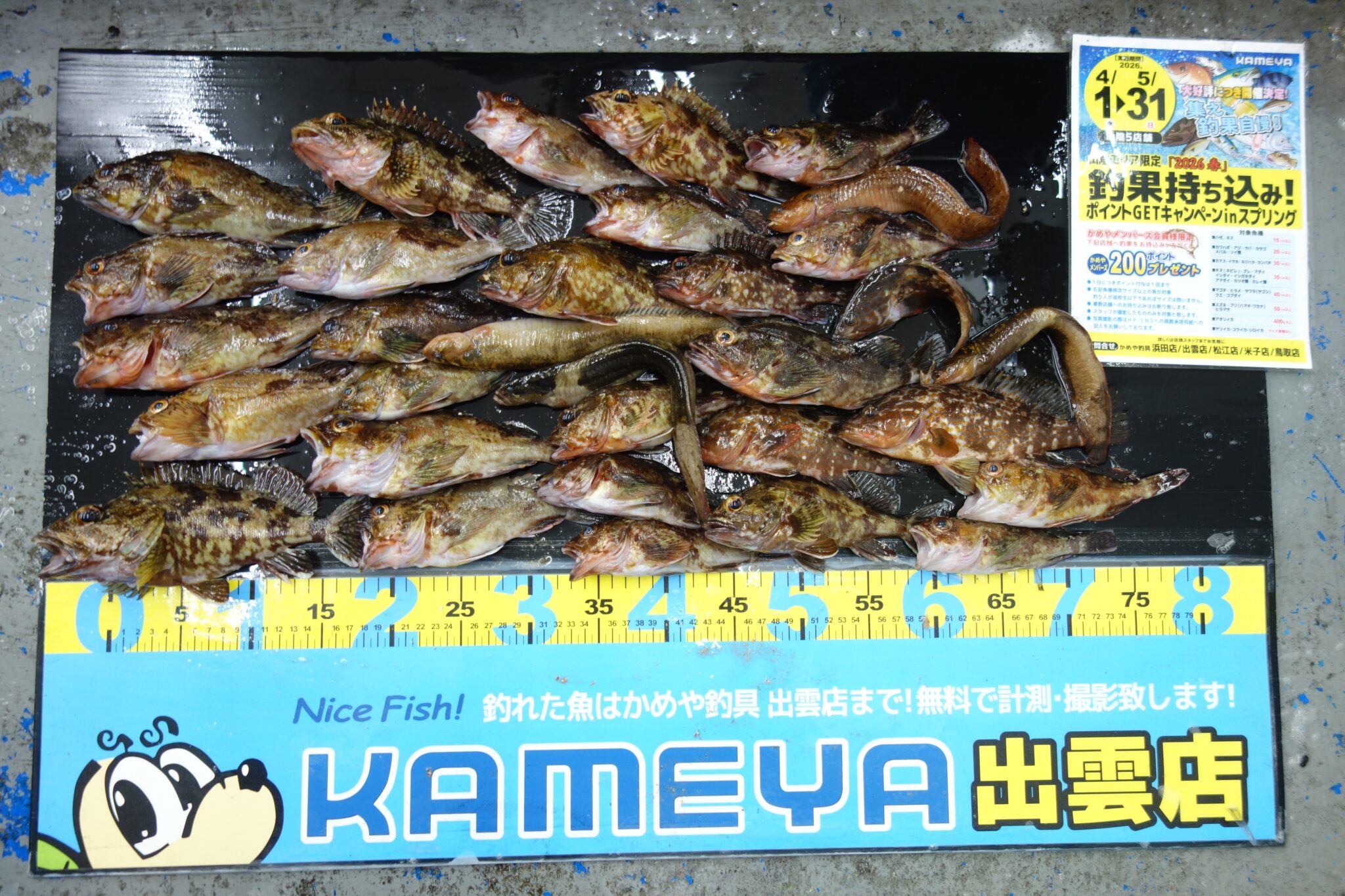 かま様　購入ページ 2026.5.3 大田方面 カサゴ | かめや釣具