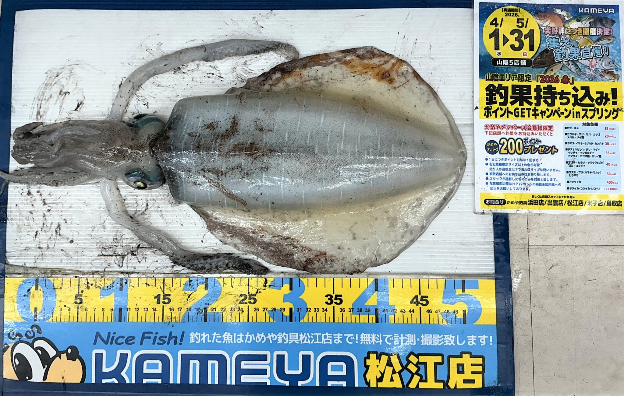2026.5.20 アオリイカ | かめや釣具