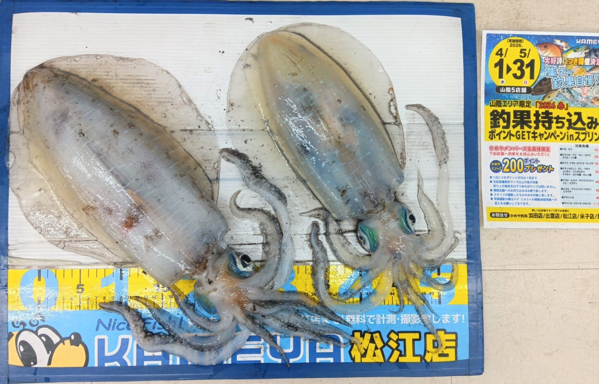 2026.5.7 島根半島 アオリイカ | かめや釣具