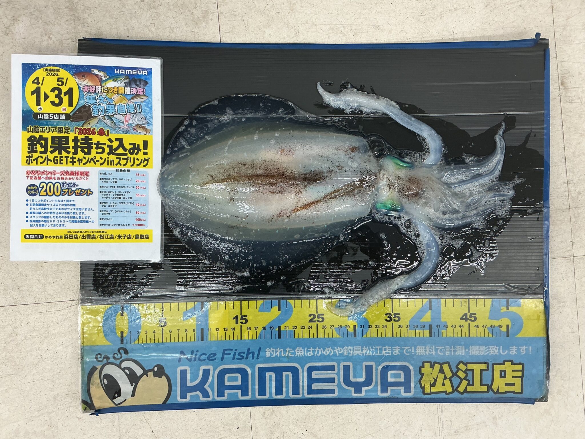 2026.5.6 アオリイカ 島根半島 | かめや釣具