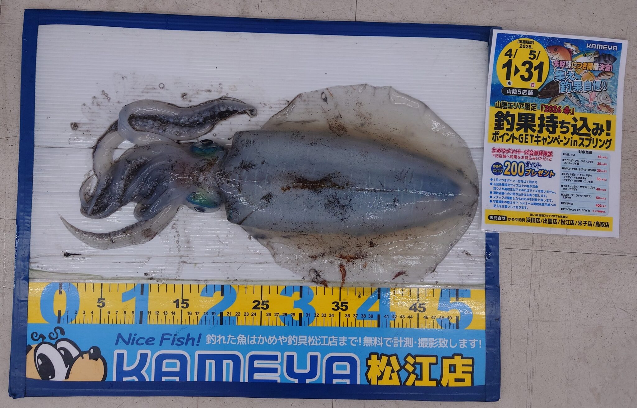 2026・5・1 アオリイカ 島根半島 | かめや釣具