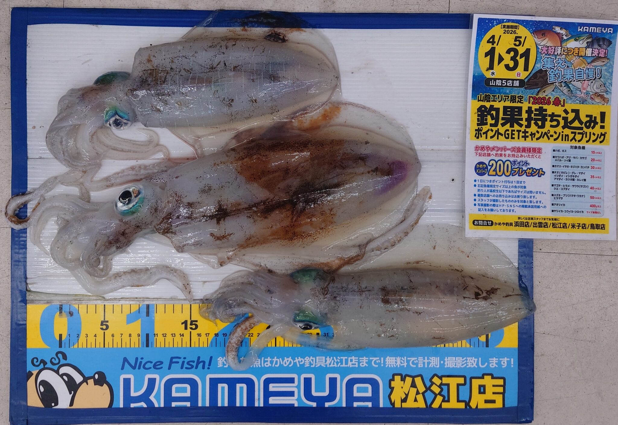 カメリアさん専用ページ 2026・5・15 アオリイカ 3ハイ | かめや釣具