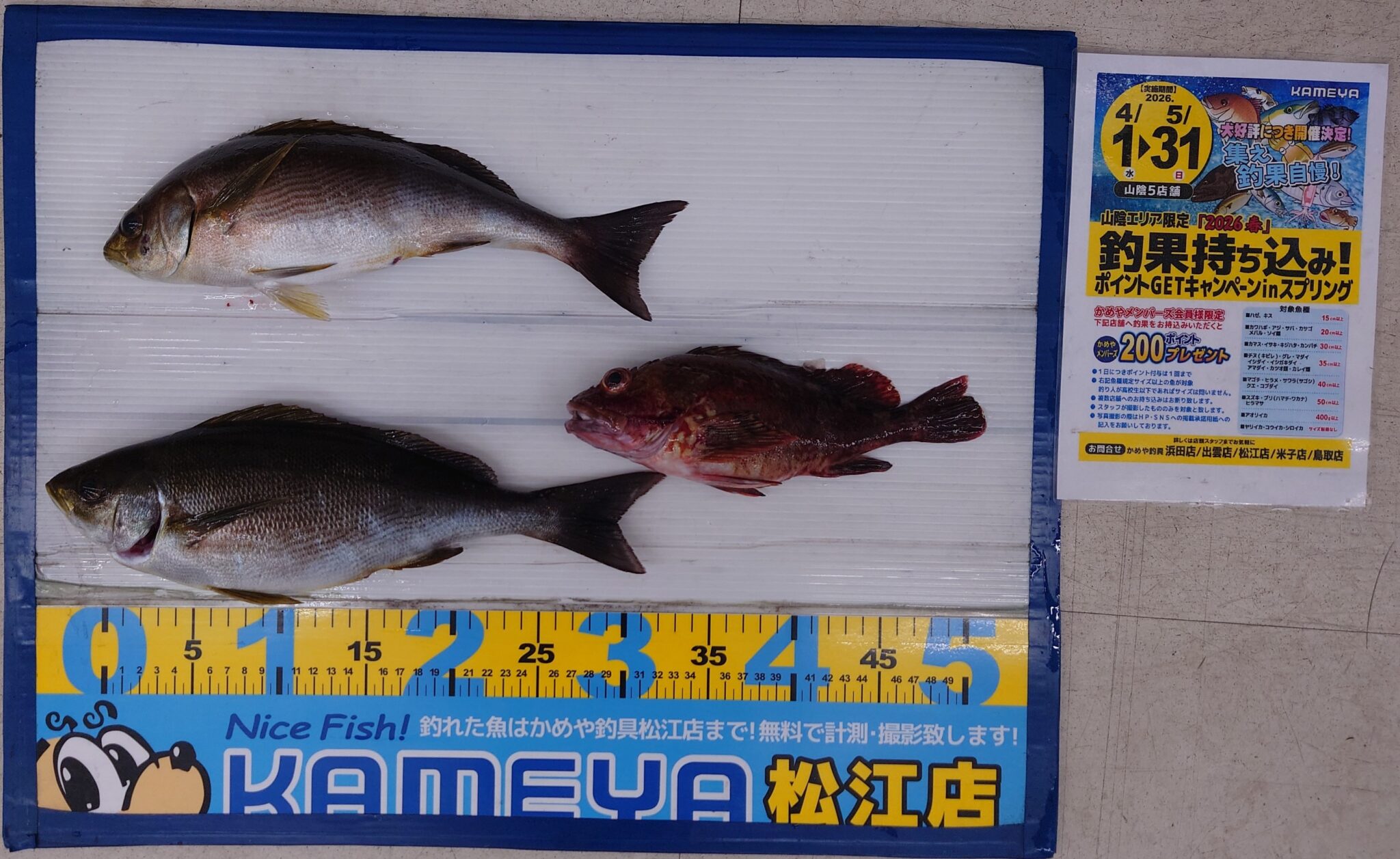 2026.5.31 イサキ カサゴ | かめや釣具
