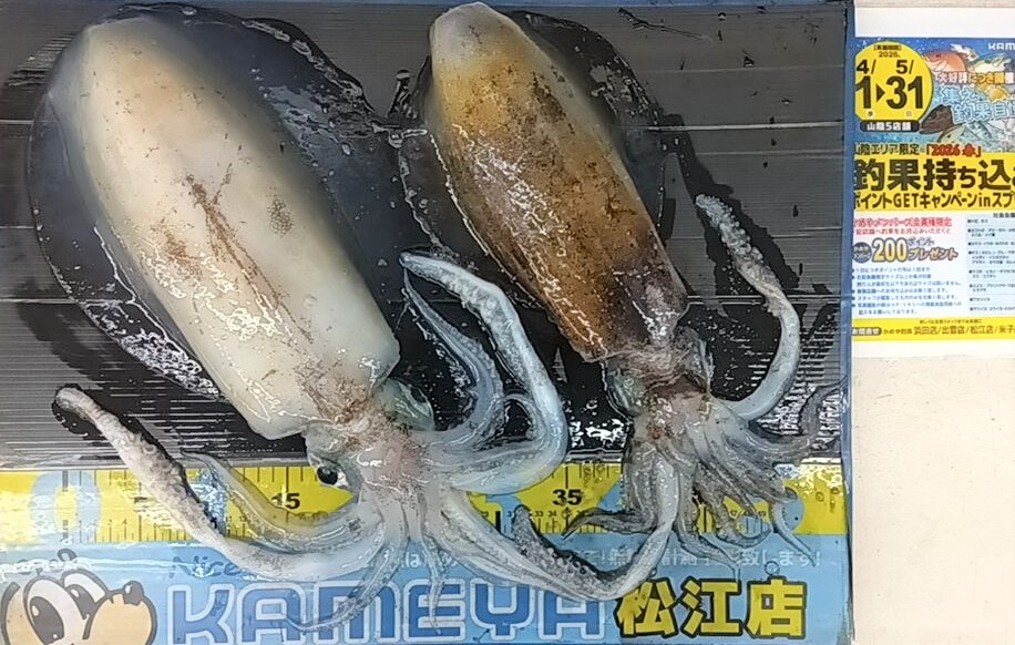 2026.5.17 アオリイカ | かめや釣具