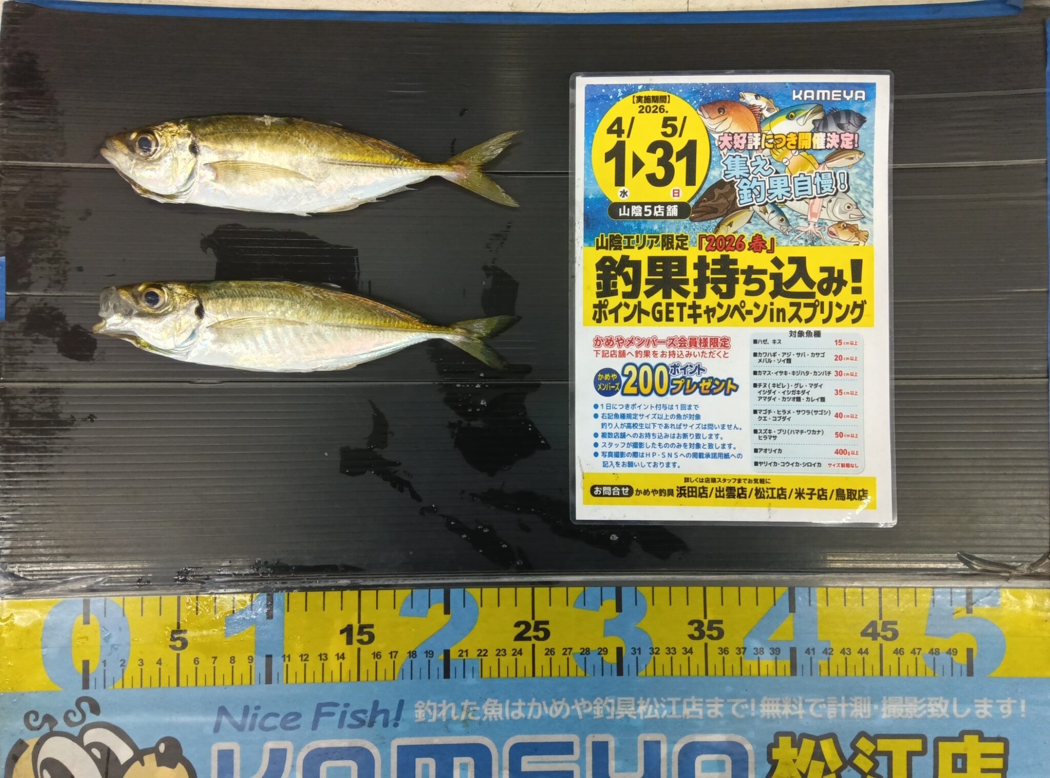 2026・5・5 アジ 夢みなとタワー周辺 | かめや釣具