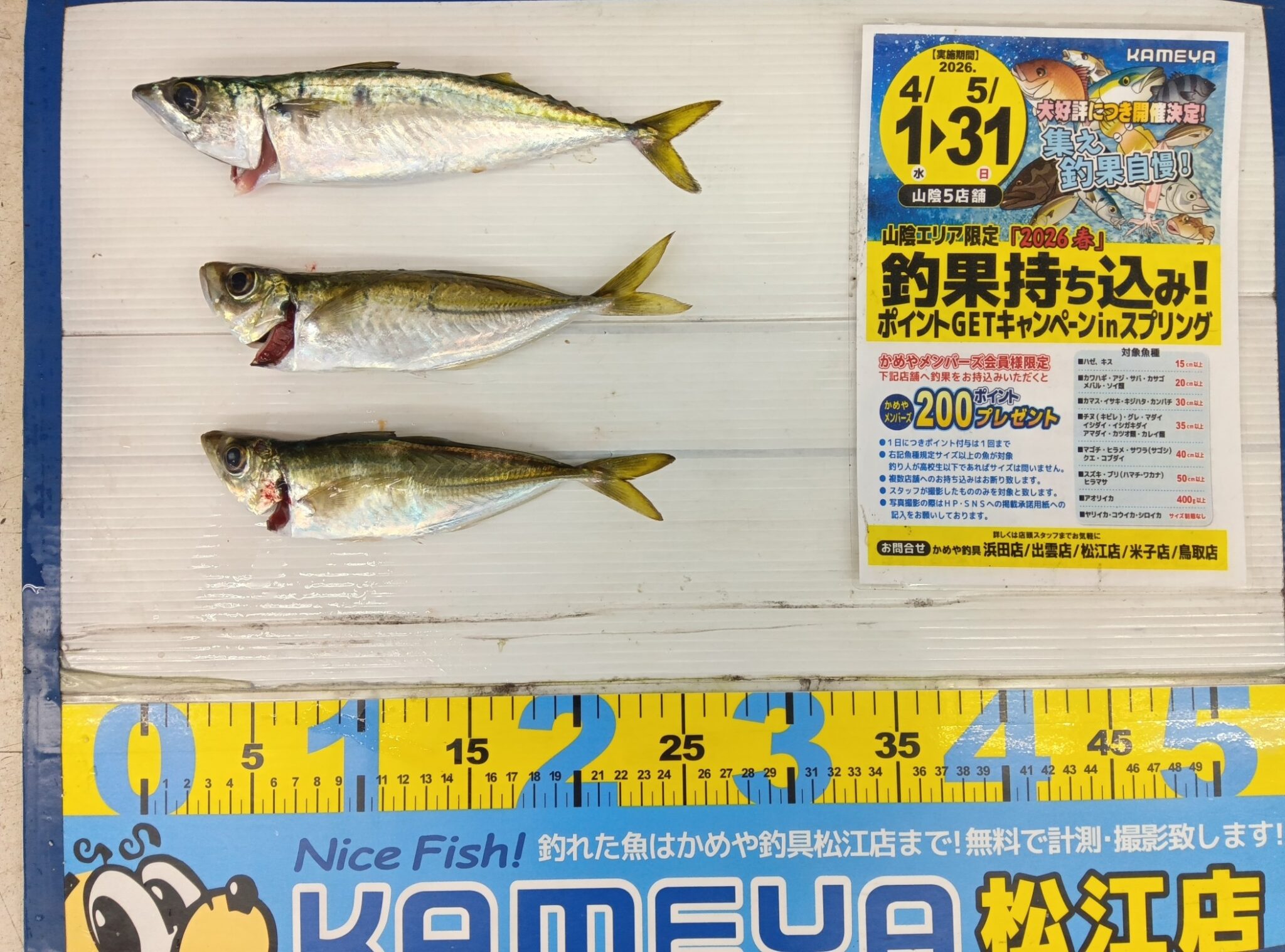 釣魚喜 53% 500ml 箱入り 2026・5・5 サバ アジ 境港 | かめや釣具