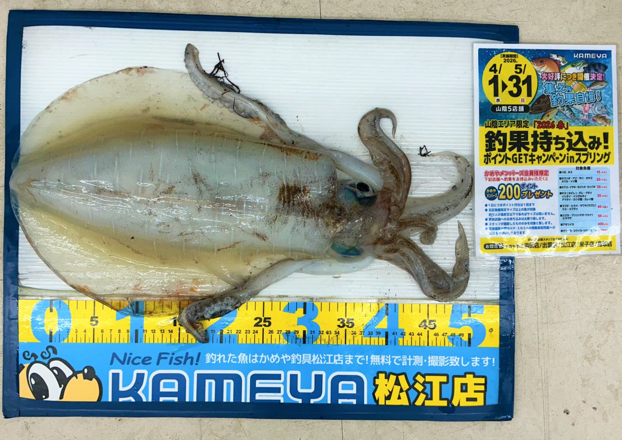 2026.5.9 島根半島 アオリイカ | かめや釣具
