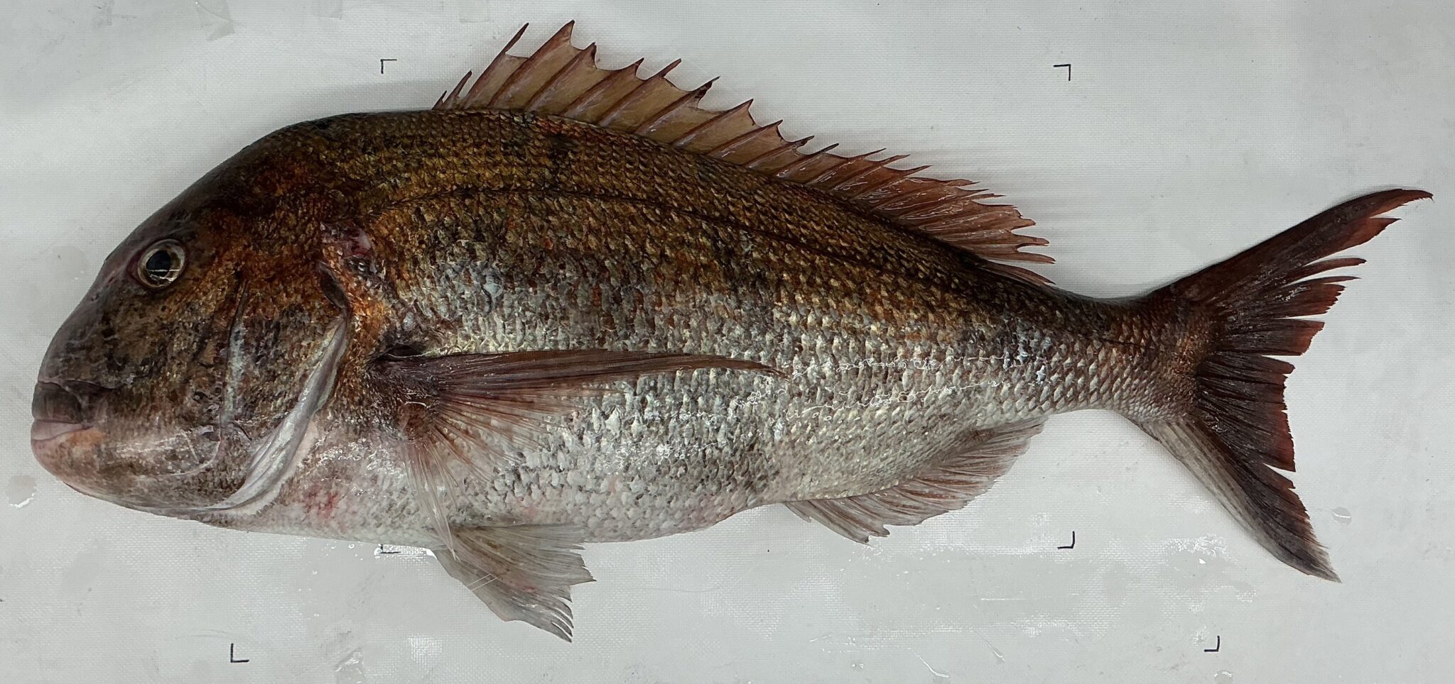 2026・5・16 島根町 真鯛 87cm!! | かめや釣具