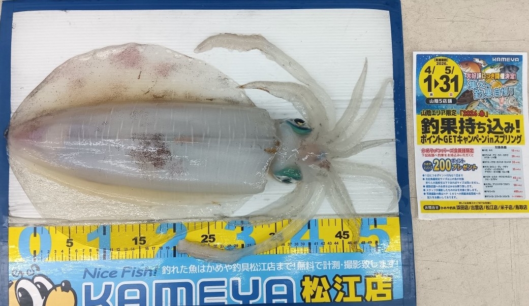 2026.5.8 島根半島 アオリイカ | かめや釣具