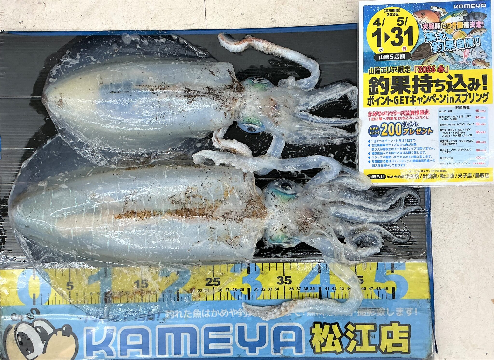 2026.5.29 アオリイカ | かめや釣具